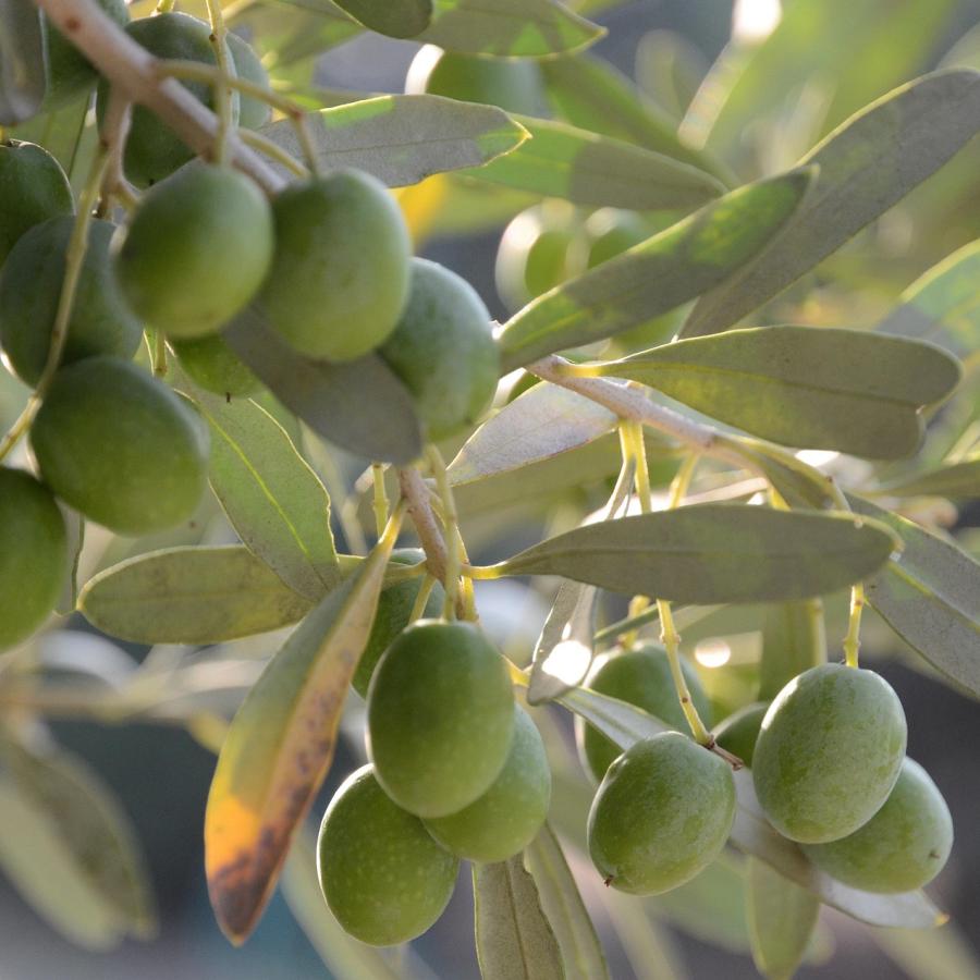 Olive