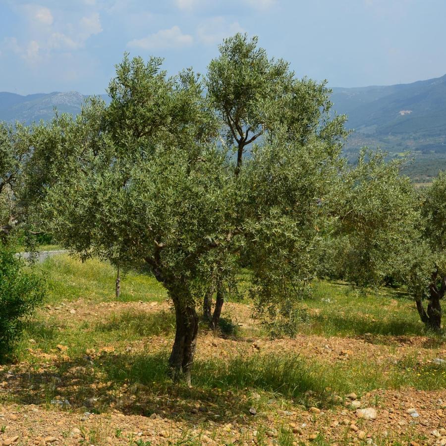 Uliveto